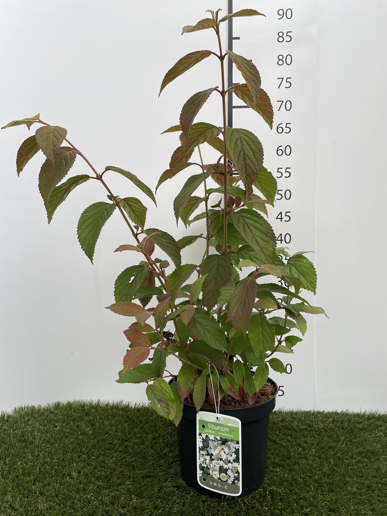 Viburnum  plicatum tomentosum C3 40-60