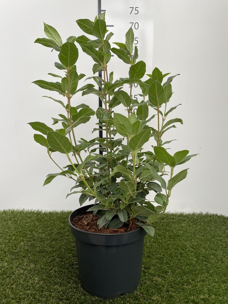 Viburnum  Tinus C3 30-40