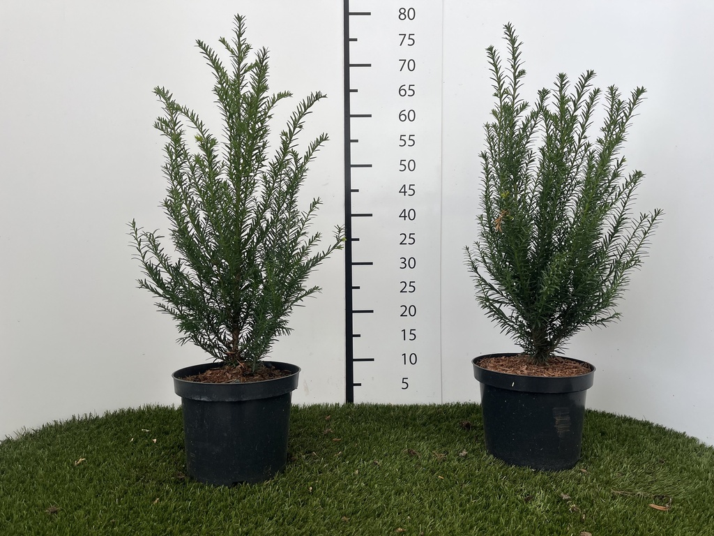Taxus  Baccata C3 40-50