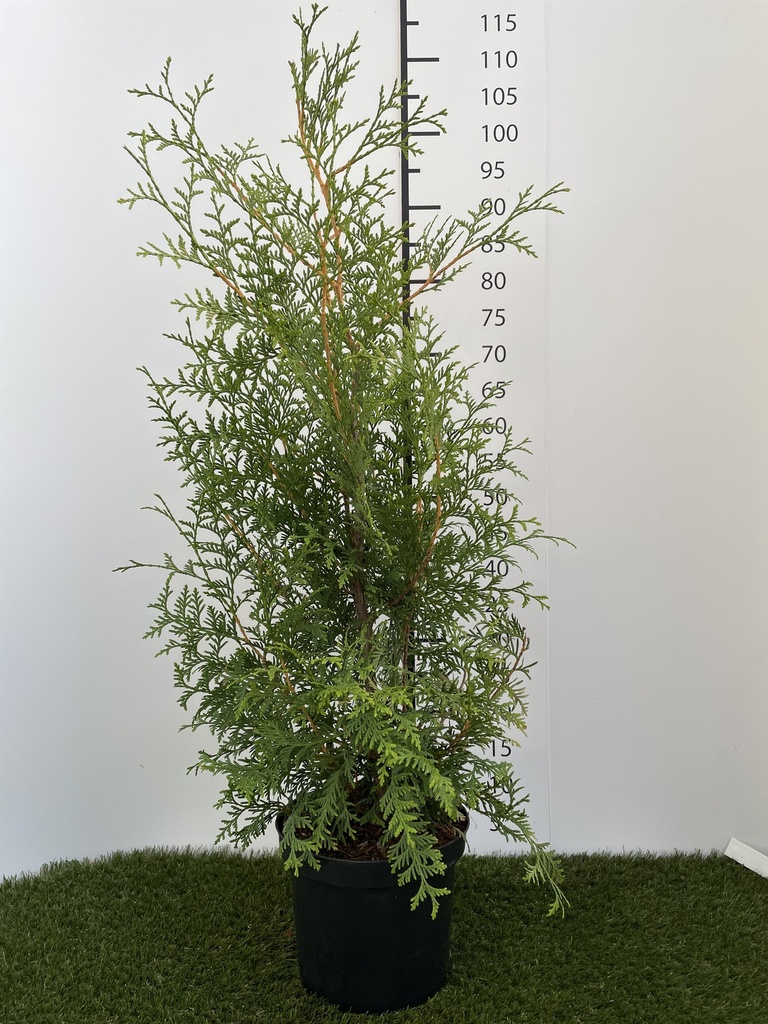 Thuja  occidentalis Brabant C4 80-100