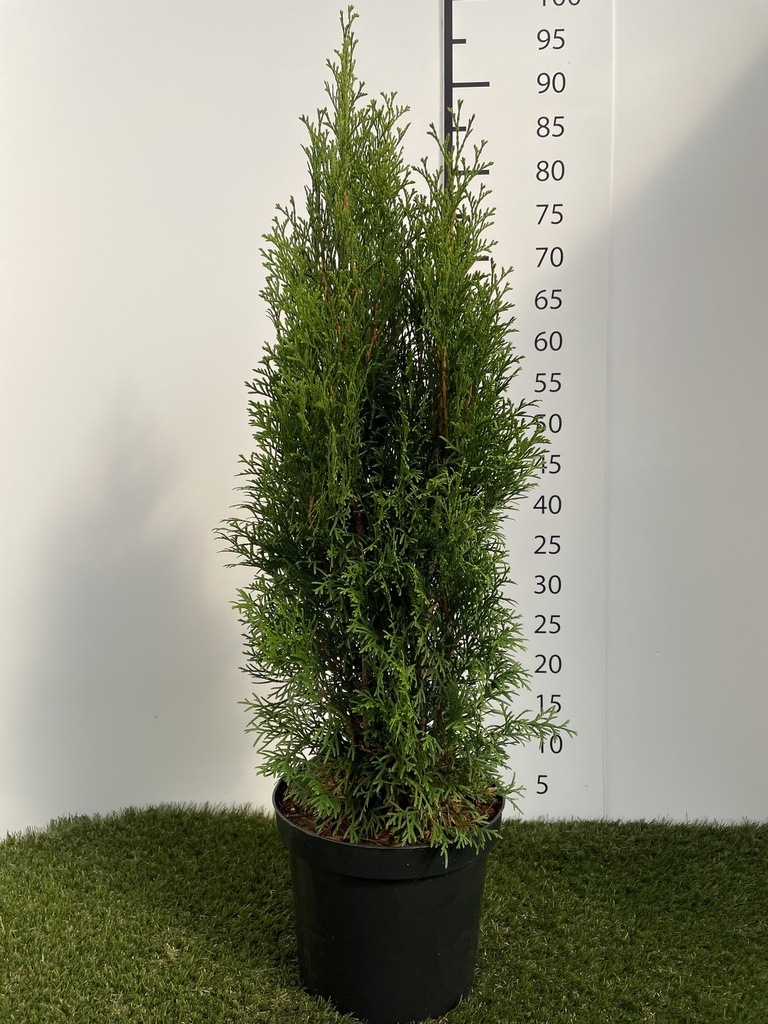 Thuja  occidentalis Smaragd C4 80-100