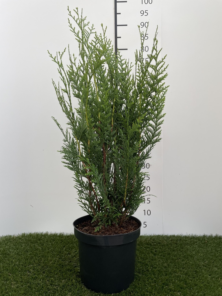 Thuja  plicata Atrovirens C4 80-100