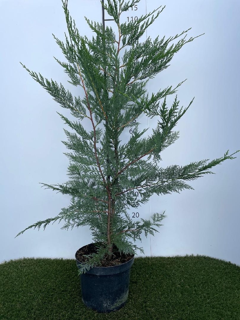 Cupressocyparis  Leylandii C4 80-100