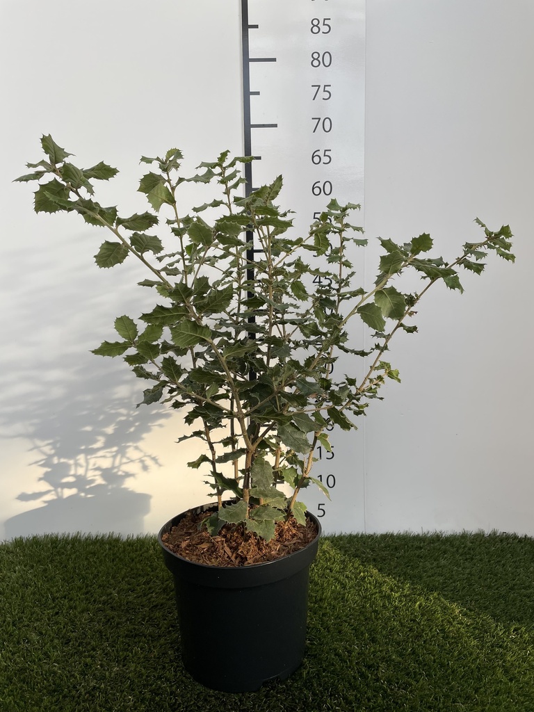 Quercus Ilex C3 40-60