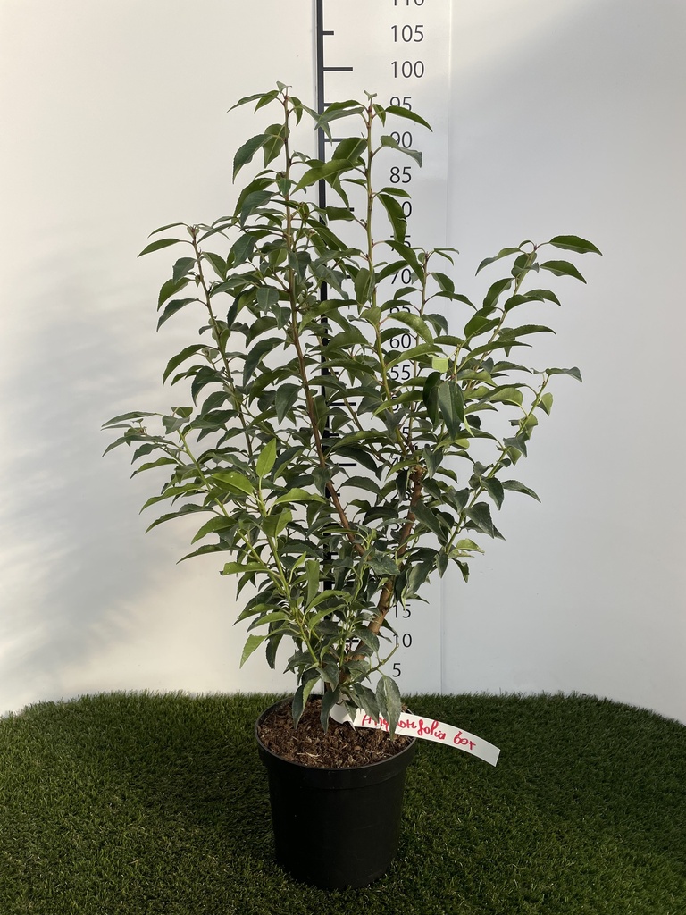 Prunus lusitanica Angustifolia C3 50-60
