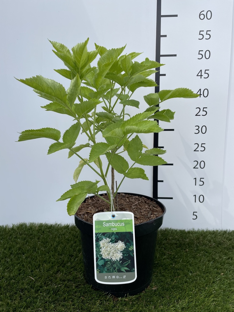 Sambucus nigra C3 30-40