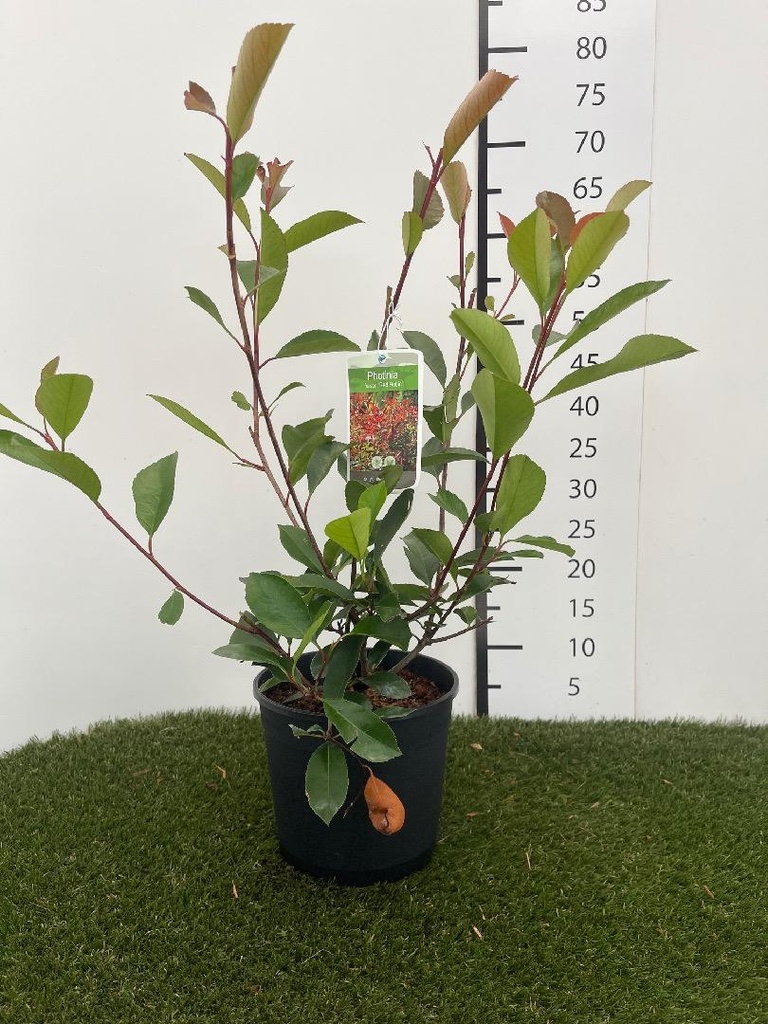 Photinia fraseri Red Robin C3 40-60