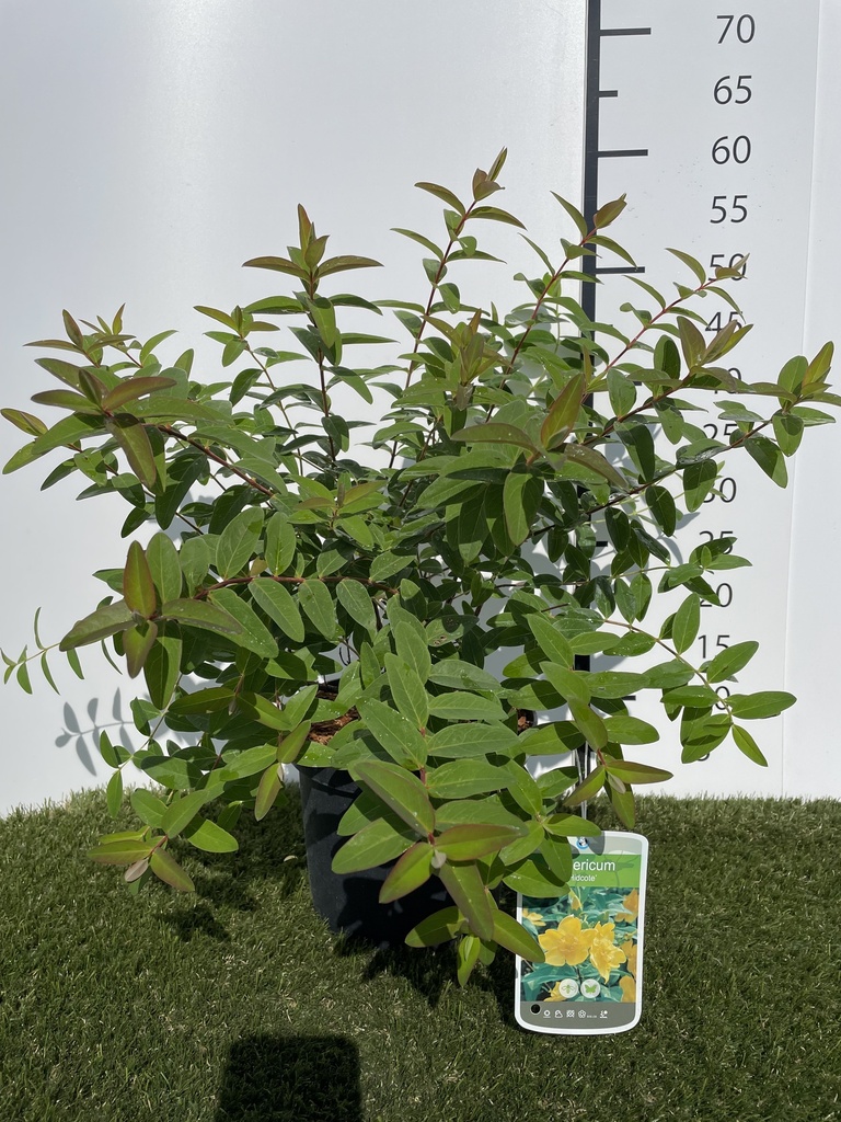 Hypericum Hidcote C3 40-60