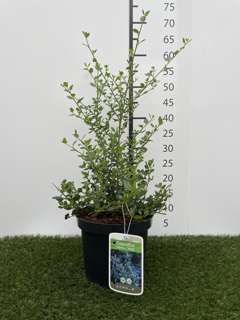 Ceanothus impressus  Victoria C3 30-40