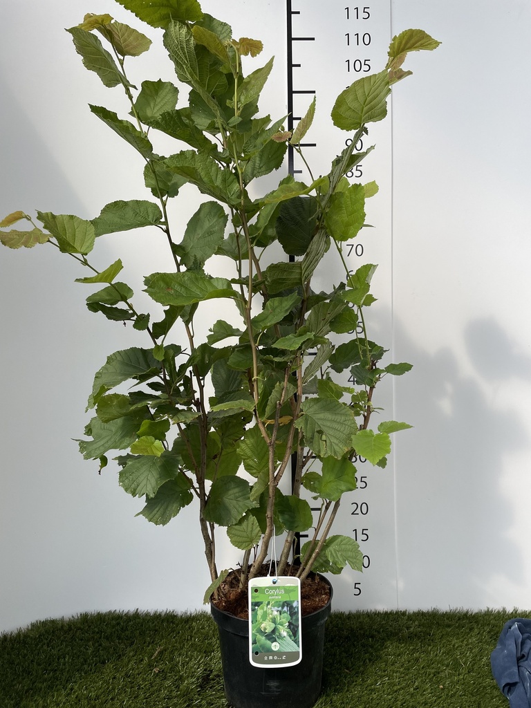 Corylus avellana C3 60-80