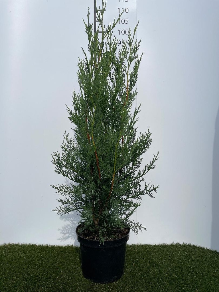 Cupressocyparis leylandii 2001 C4 80-100