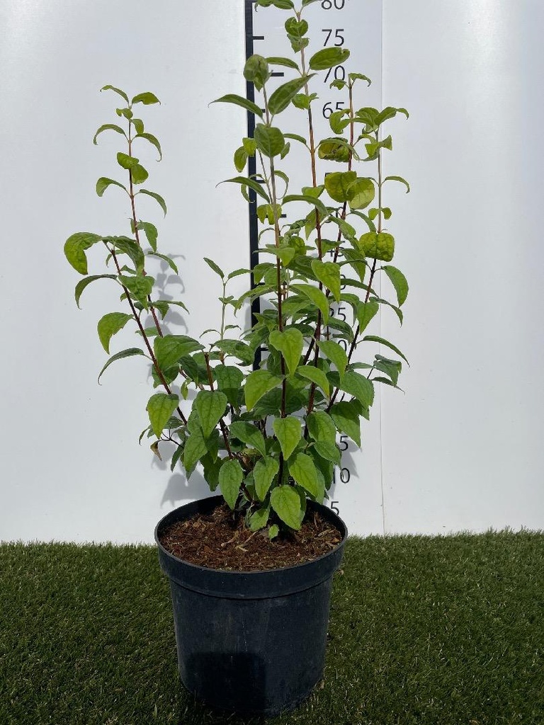 Philadelphus Snowbelle C3 40-50