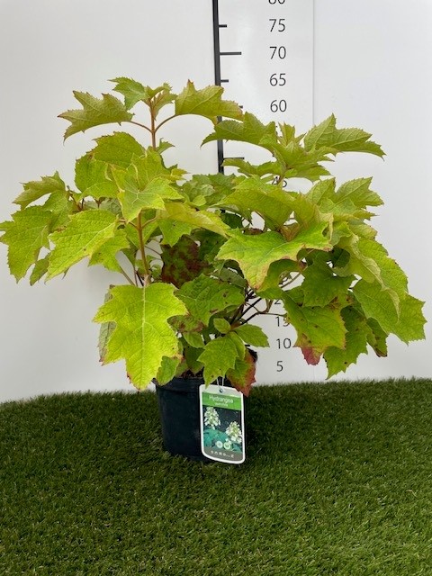 Hydrangea Quercifolia C3 40-50 