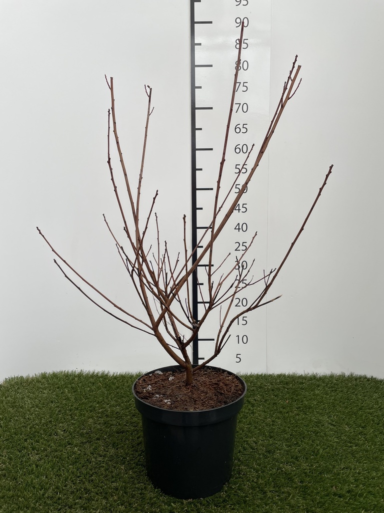 Cotinus coggygria Dusky Maiden C3 40-50