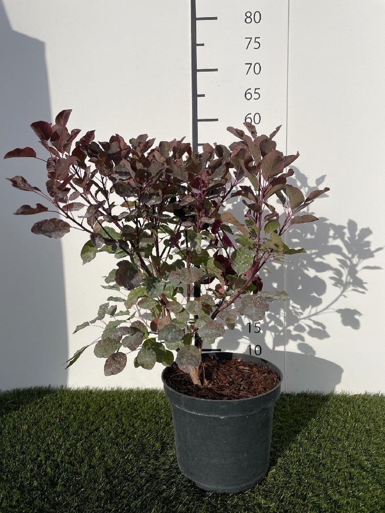 Cotinus coggygria Dusky Maiden C3 40-50