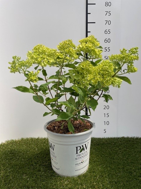 Hydrangea Paniculata Little Lime C3 30-40