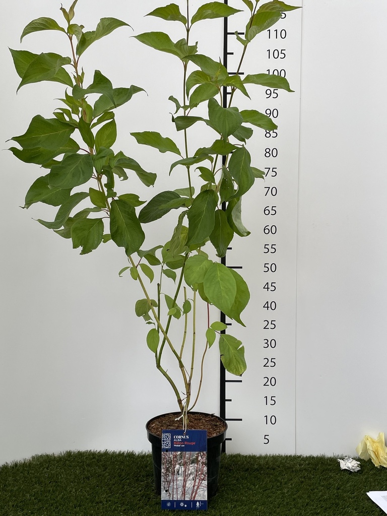 Cornus alba Baton Rouge C3 40-60
