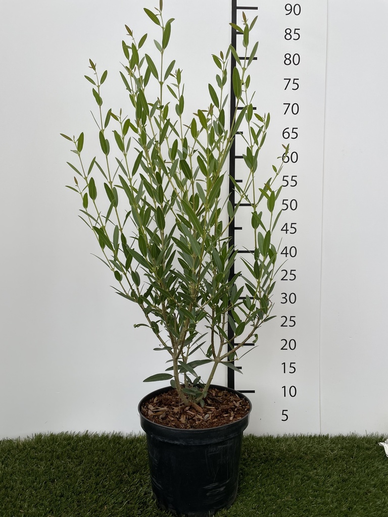 Phillyrea angustifolia C3 40-50