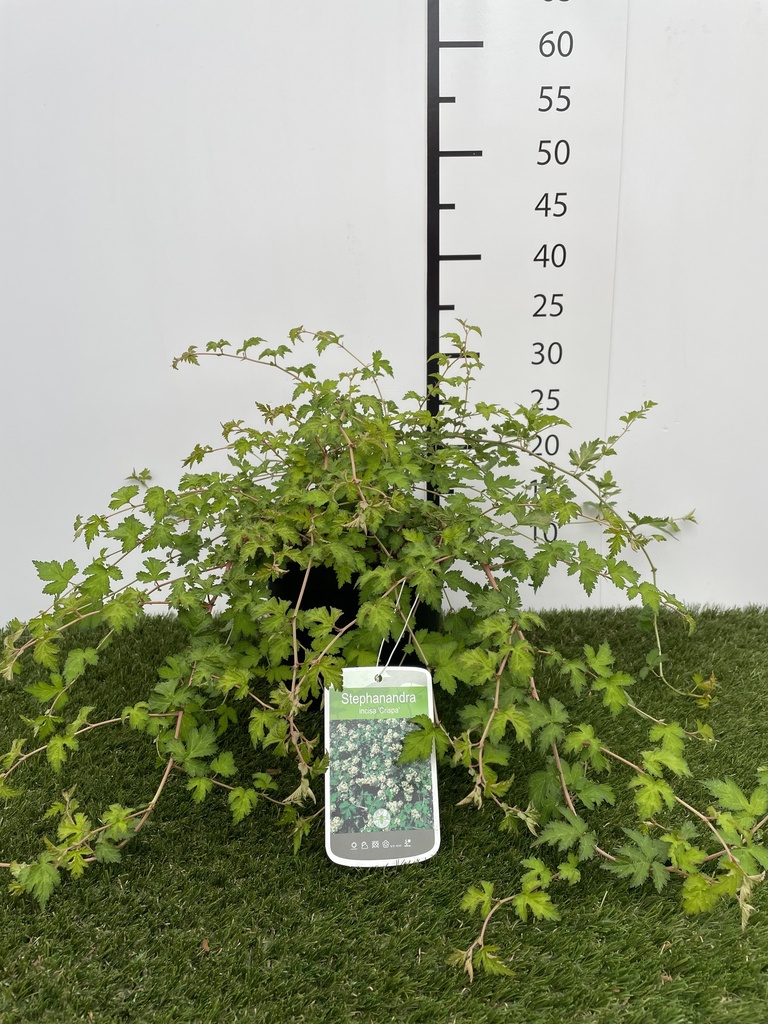 Stephanandra incisa Crispa C3 30-40