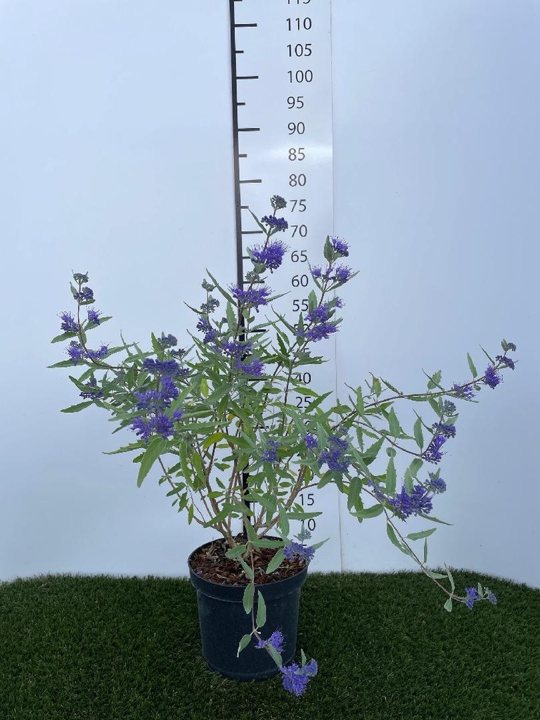 Caryopteris clandonensis Heavenly Blue C3 30-40