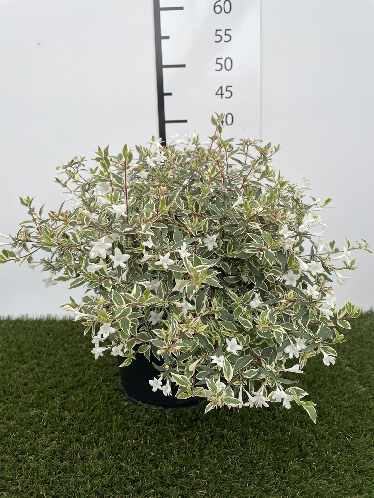 Abelia Grandiflora Confetti C3 25-30