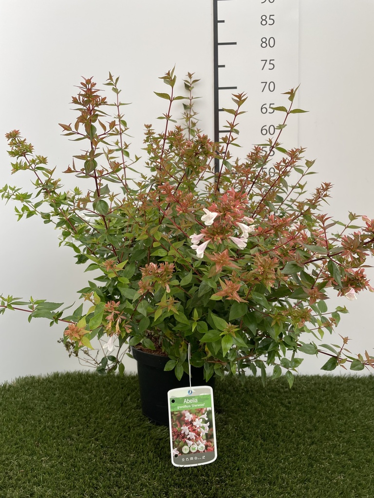 Abelia Grandiflora Sherwood C3 25-30