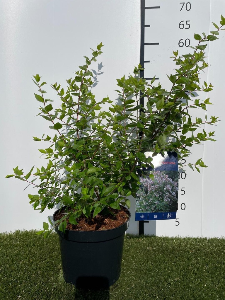 Abelia chinensis Autumn Festival C3 40-50