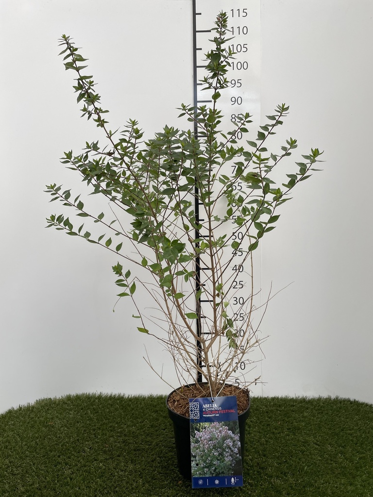 Abelia chinensis Autumn Festival C3 40-50