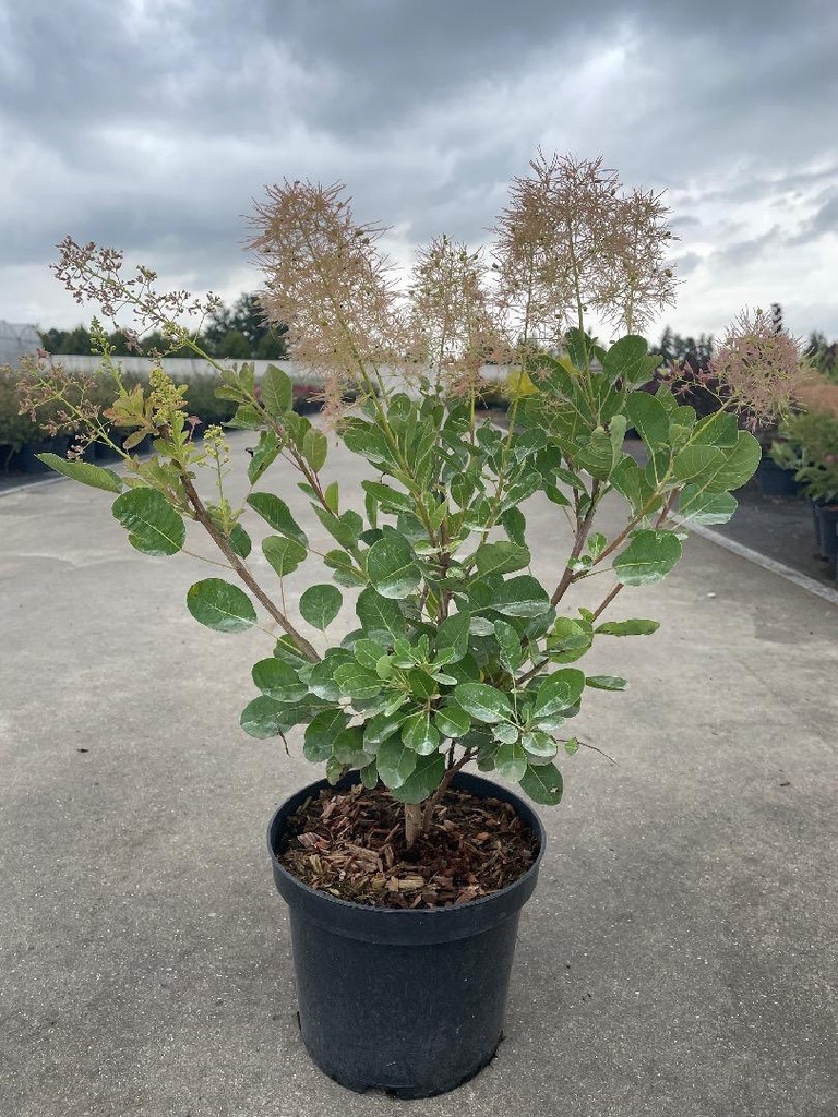 Cotinus coggygria Young Lady C3 40-50