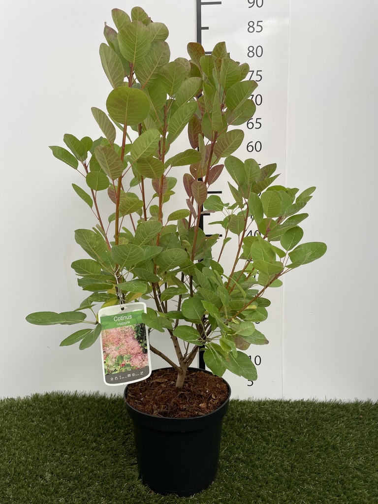 Cotinus coggygria C3 40-50
