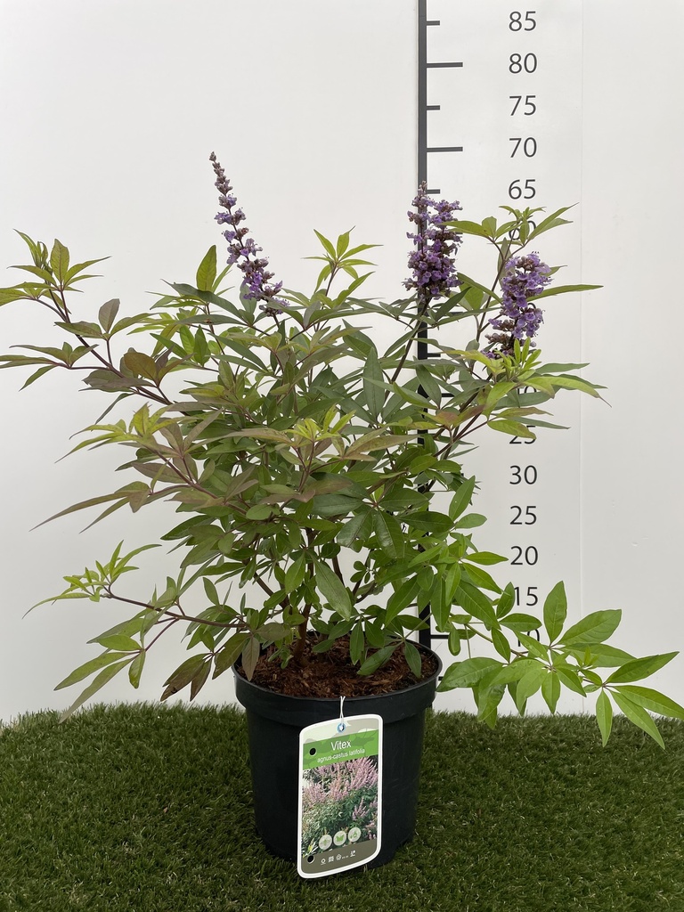 Vitex agnus Latifolia C3 30-40