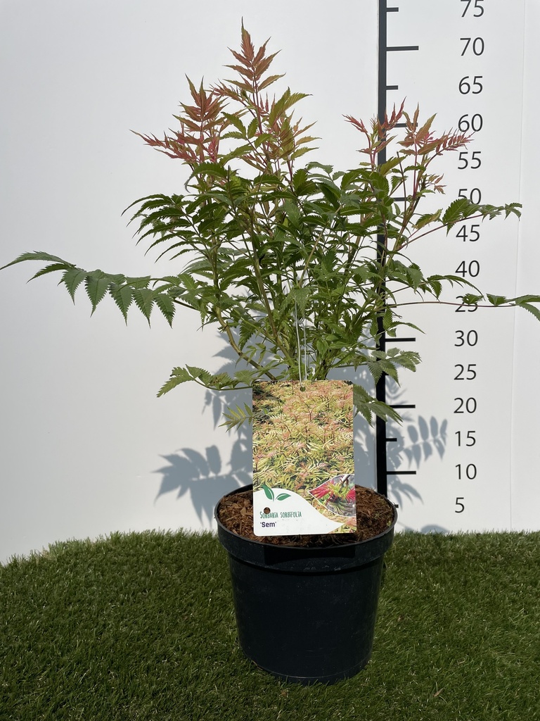 Sorbaria sorbifolia Sem C3 30-40