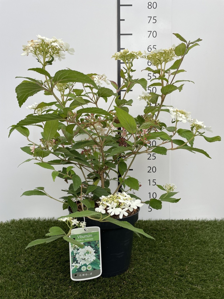 Viburnum plicatum Watanabe C3 30-40