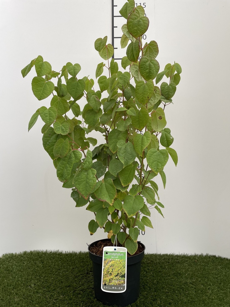 Cercidiphyllum japonicum C3 40-50