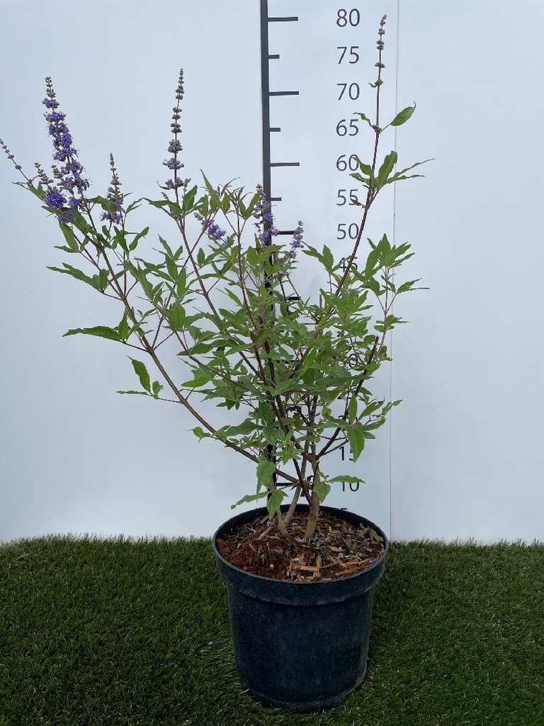 Vitex agnus-castus C3 30-40