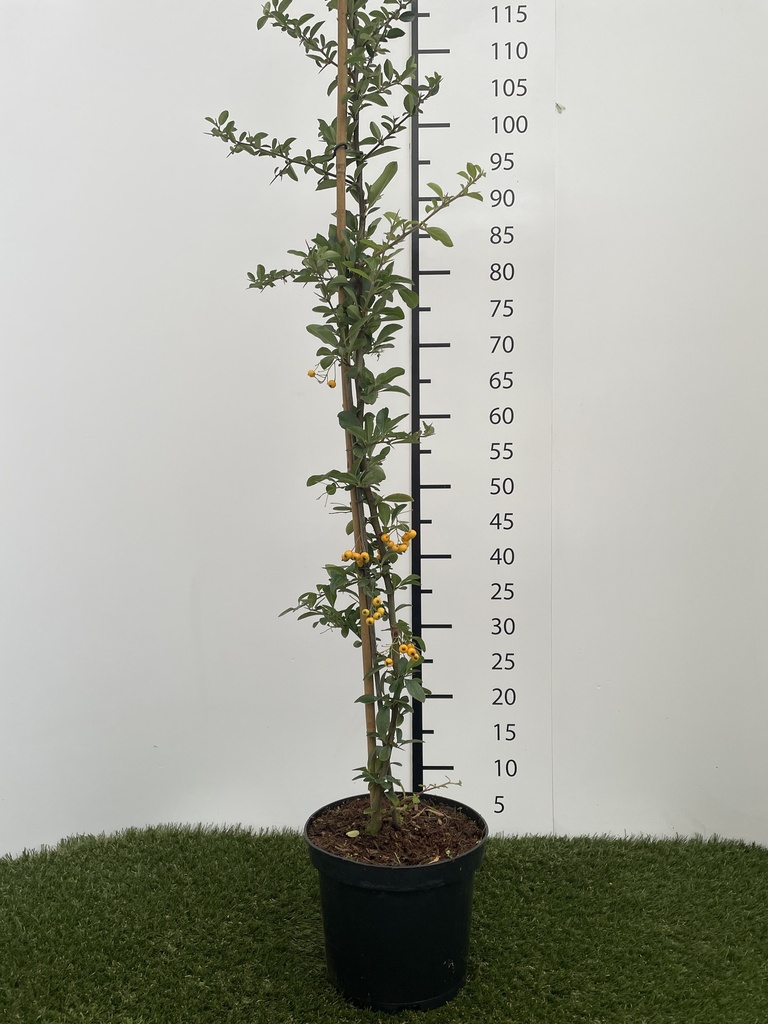 Pyracantha hybr. Golden Charmer C3 80-100