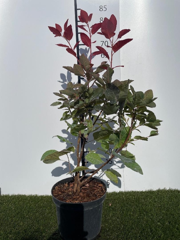Cotinus dummeri Grace C3 40-60