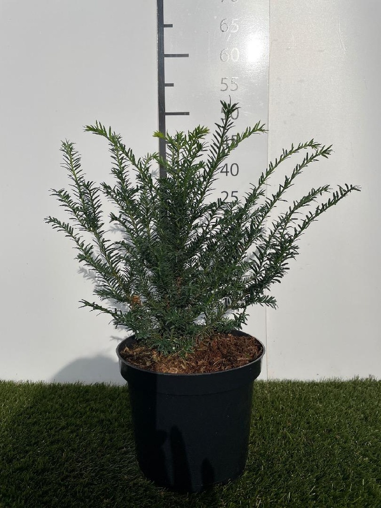 Taxus Baccata C3 30-40