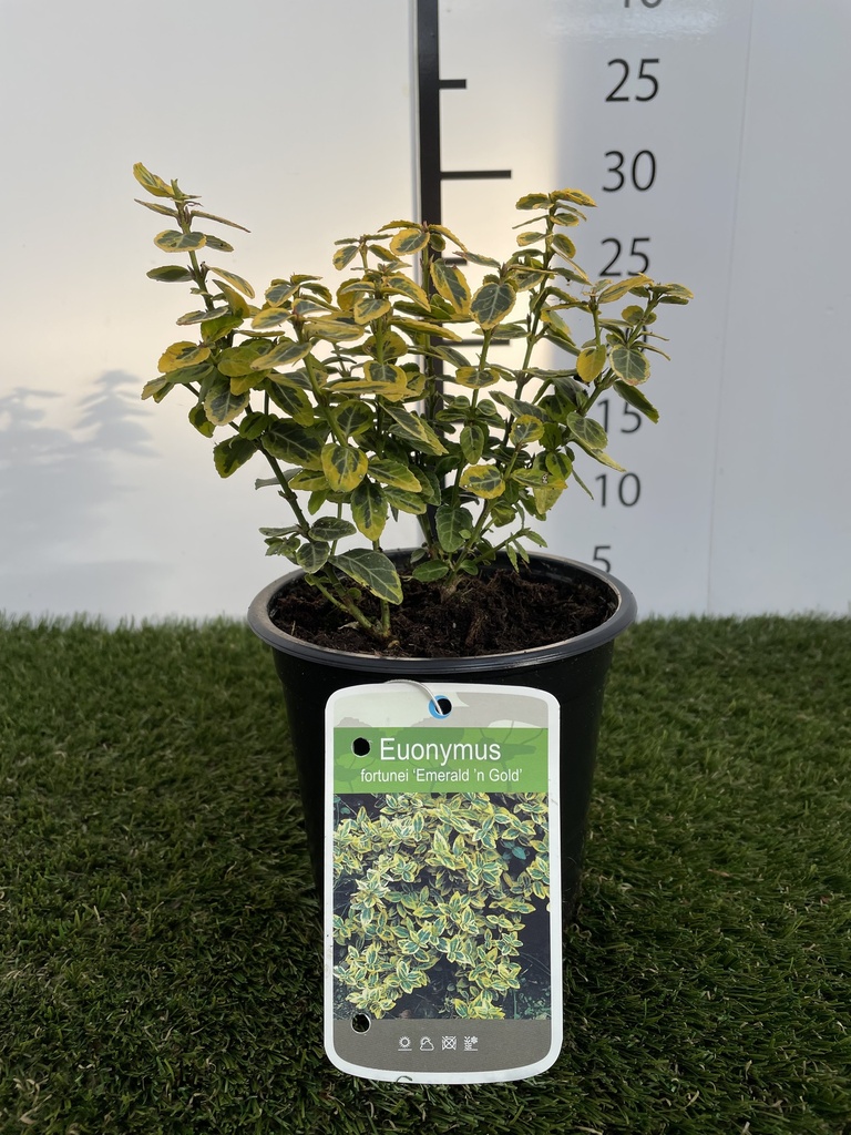 Euonymus  fortunei Emerald n Gold C1,5 GM
