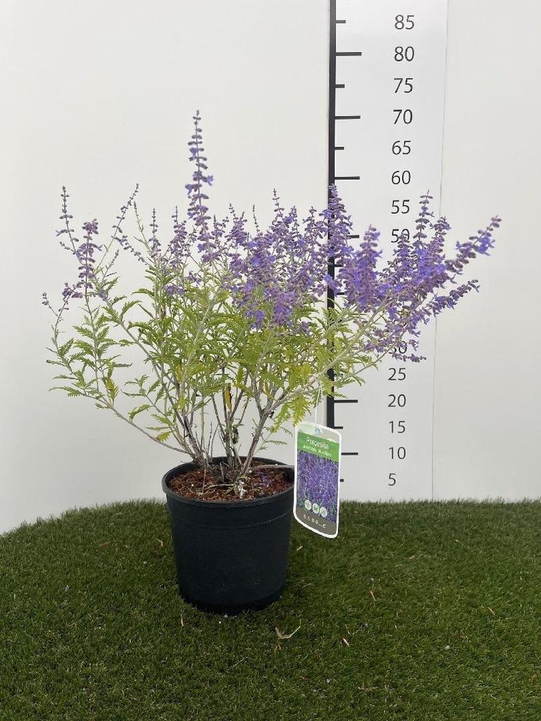 Perovskia atripl Blue Spire C3 40-50
