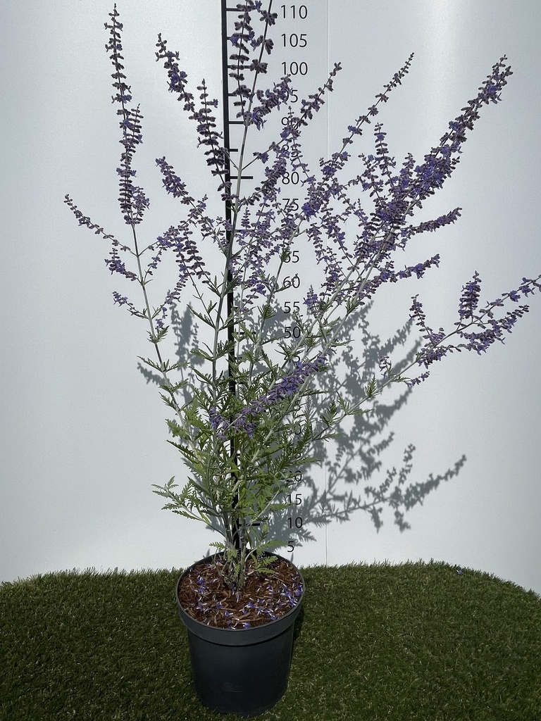 Perovskia atripl Blue Spire C3 40-50
