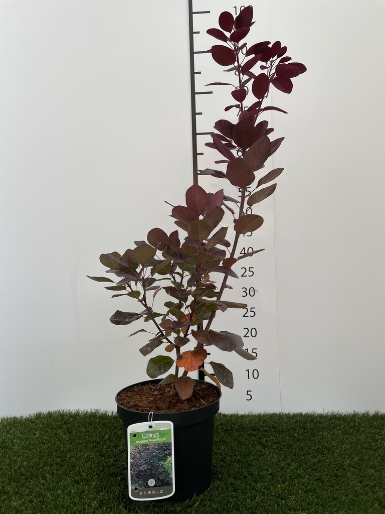 Cotinus coggygria Royal Purple C3 40-50