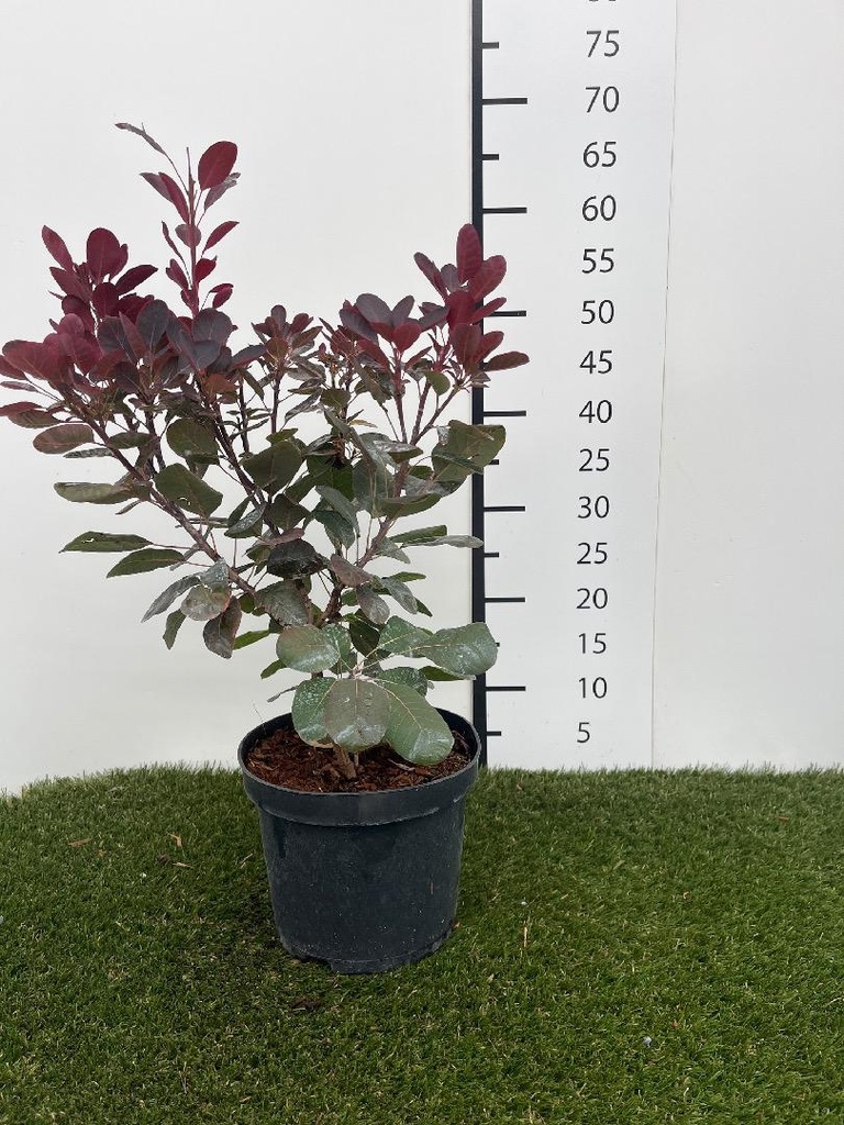 Cotinus coggygria Royal Purple C3 40-50