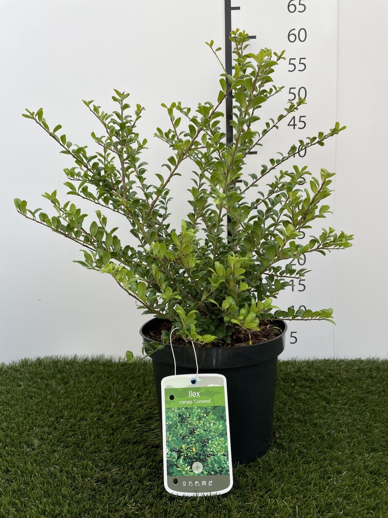 Ilex crenata Convexa C3 40-60