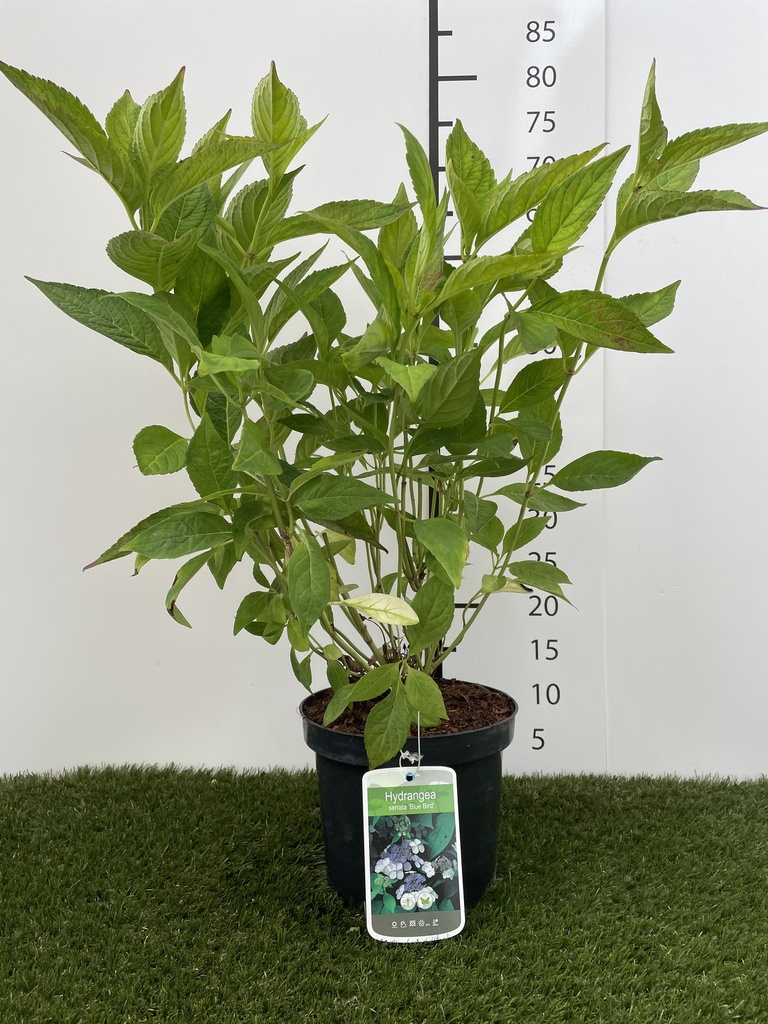 Hydrangea serrata Bluebird C3 40-50