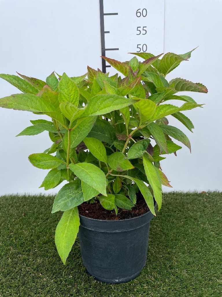 Hydrangea serrata Bluebird C3 40-50