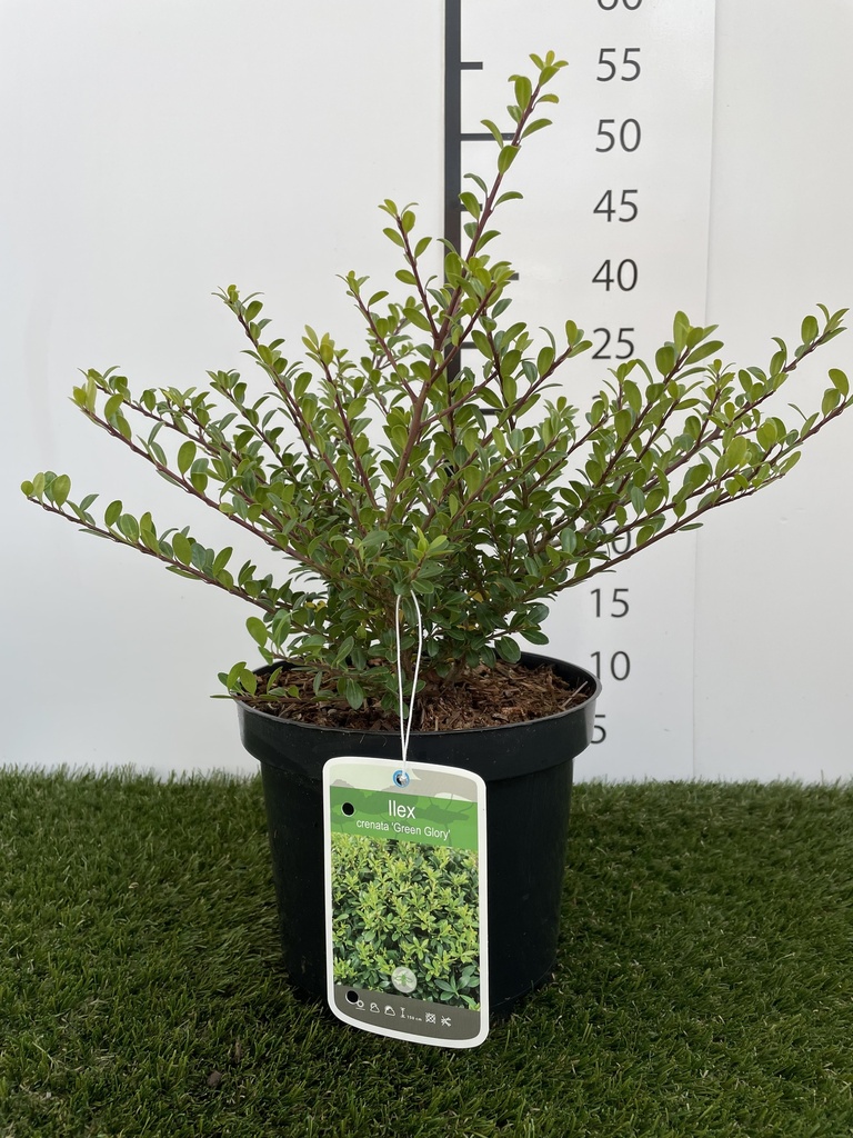 Ilex crenata Green Glory C3 30-40