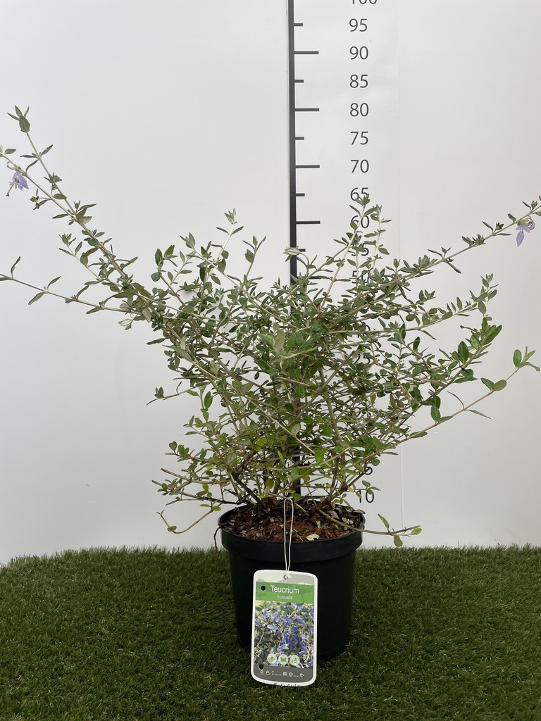 Teucrium Fruticans C3 30-40