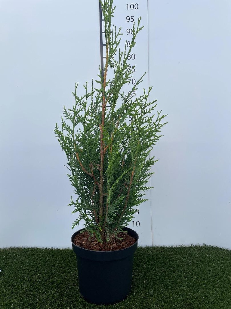 Thuja  plicata Atrovirens C4 60-80