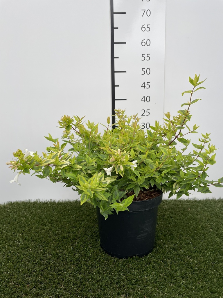 Abelia grandiflora Kaleidoscope C3 25-30